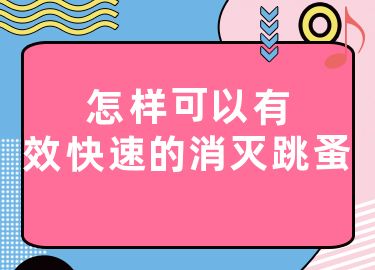 怎样可以有效快速的消灭跳蚤